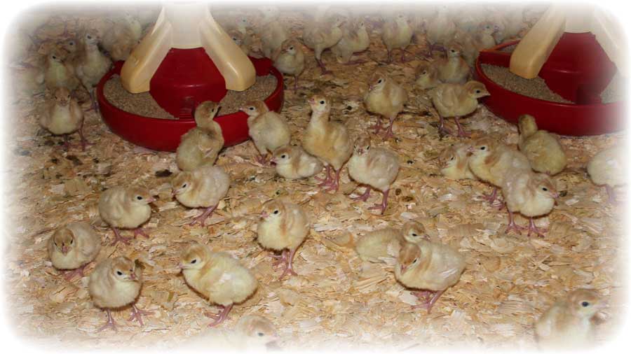 Young turkeys in their barn.