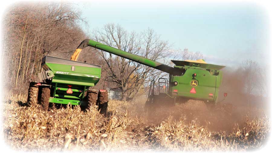 Harvesting corn that will be used to produce feed for our livestock.